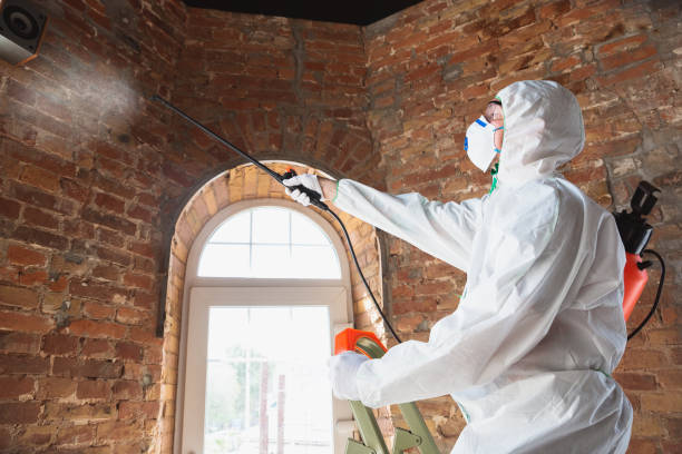 Why You Should Choose Our Mold Remediation Services in Marysville, KS